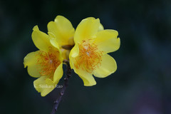 Cochlospermum religiosum